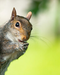 Peeping happy squirrel