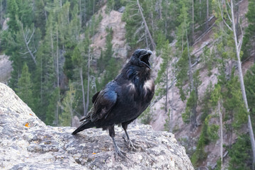 Black Raven Sits on Edge of Canyon in Yellowstone National Park