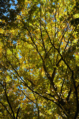 Tree branch in autumnal woods in Abruzzo, Italy, strong colors in sunny day, complementary colors. 