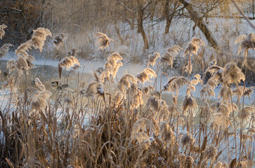 Dry tall grass on the river bank in winter. Frosty atmosphere.