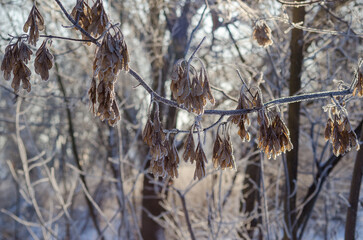 Frost on dry tree branches.Frosty winter background.