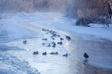 Ducks swim on the river on a frosty morning in winter. Dawn in winter on the river.