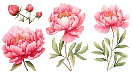 Set of pink peonies flower , Watercolor collection of hand drawn flowers, png - obrazy, fototapety, plakaty