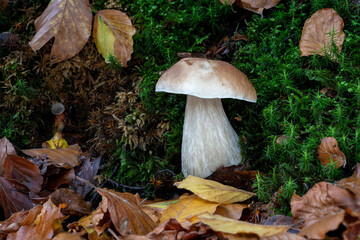 Gemeiner Steinpilz (Boletus edulis) im Herbstwald