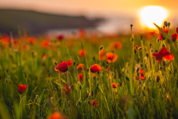 Poppy Sunset