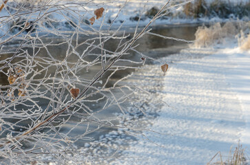 Frost on the branches of a tree on the river bank. Winter background.