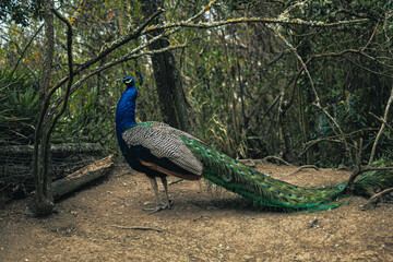 Naklejka premium peacock with feathers