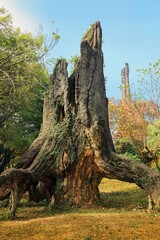 Vertical shot of a tall mossy broken tree with a thick trunk in a forest