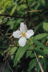 Vertical shot of a white Philadelphus flower in bloom with green leaves