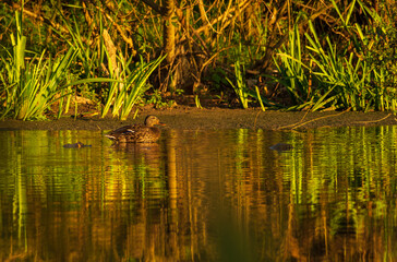 Warm autumn morning light by the river