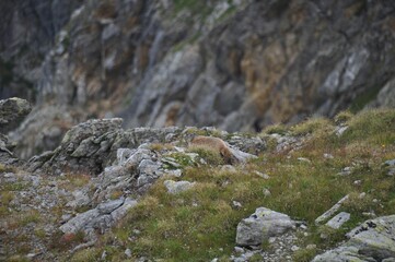 Fototapeta na wymiar Alpine marmot walking on the rocks of the mountainside of the Alps during the daytime