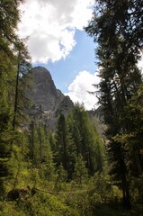 Vertical shot of montane forest with pine trees, with rocky mountains on the horizon