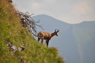 Beautiful brown goat (Capra) on the slope of a hill covered with grass