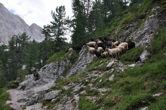 Herd of hortobagy racka sheep standing on the rocks with green mountain forest in the background
