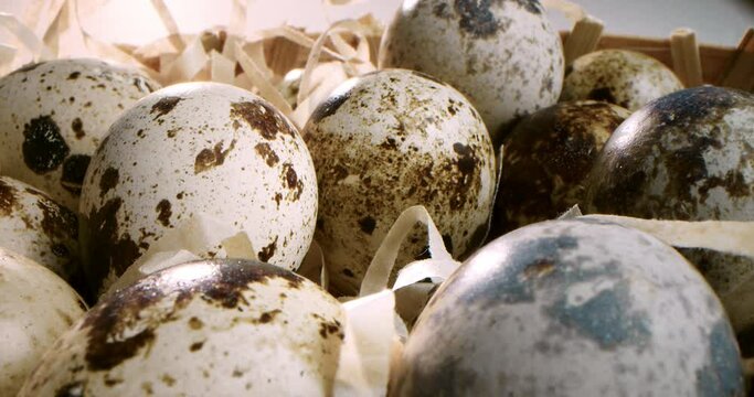Macro shot close up of quail eggs in straw nest. Organic farming, natural still-life. Close-up of quail eggs a rotating . Bright colorful quail eggs. Macro. Selective focus