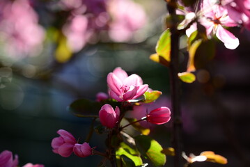 Closeup shot of beautiful apple blossom on blurry background