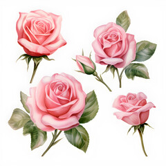 Fototapeta premium Set of pink roses, Watercolor pink roses, pink roses and leaves on white background.