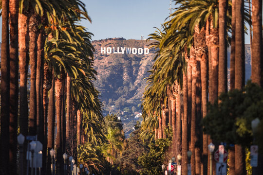 Hollywood sign in Los Angeles CA with palm trees during the summer vacation break in a sunny day