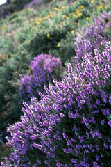 Vertical closeup of tiny purple flowers on the slope of a hill