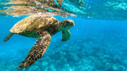 Green sea turtle swimming in the blue water