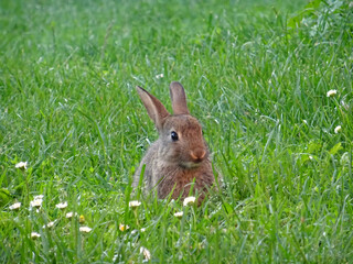 cute rabbit in grass