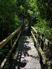 Fototapeta premium wooden bridge in the forest