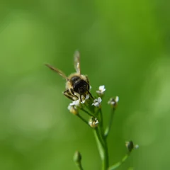 Fotobehang Macro shot of bee collecting pollen from a small white flower against blurred background © Wirestock