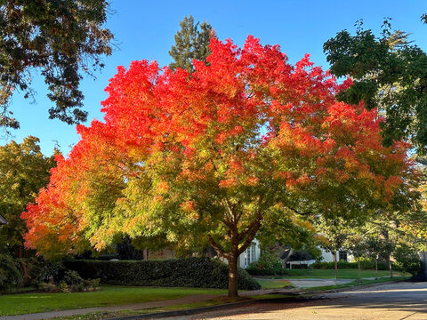 A large Chinese Pistachio is turning red in the autumn. It is planted in a parkway between the street and a house. There is a blue sky in the background