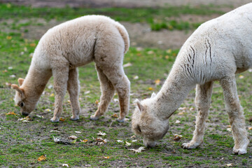 Naklejka na ściany i meble White alpaca babies on a farm
