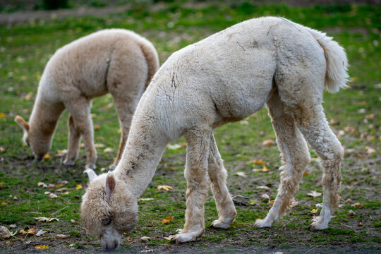 White alpaca babies on a farm
