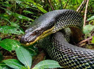 Large Venomous Amazon's Snake