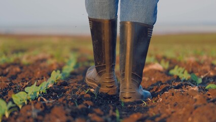 Farmer legs in rubber boots inspects young plants while walking through field