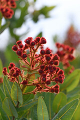 Hairy red flower buds and branches of the Australian native Dwarf Apple tree Angophora hispida, family Myrtaceae. Endemic to Sydney region in woodland and heath on Hawkesbury sandstone. Also known as 
