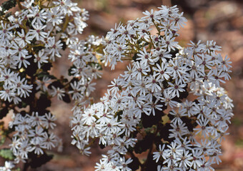 White flowers of the Australian native Wrinkled Daisy Bush Olearia rugosa, family Asteraceae. Subspecies allenderae considered endangered. Endemic to Victoria and New South Wales.