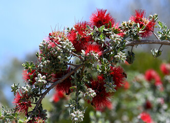 Red flowers of the Australian native shrub Granite Kunzea, Kunzea pulchella, family Myrtaceae. Hardy species endemic to sandy or clay soils and granite outcrops of inland south west Western Australia - 676593854