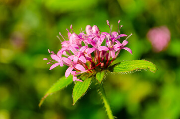 flores