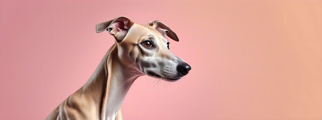 Studio portraits of a funny Whippet dog on a plain and colored background. Creative animal concept, dog on a uniform background for design and advertising.
