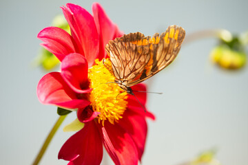 butterfly on flower