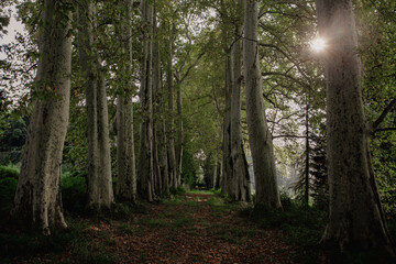 sun rays in the forest