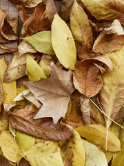 Hojas de otoño de color marrón y amarillas, tiradas en el suelo