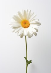 Obraz premium Summer plant background floral daisy nature blossom white spring isolated flower