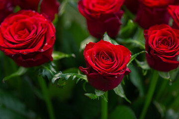 Red roses macro photo. Water drops on flower petals.