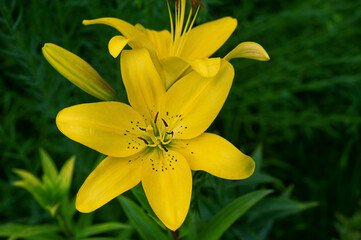 Yellow lily flower close-up. Macro photo of a flower on a green background.