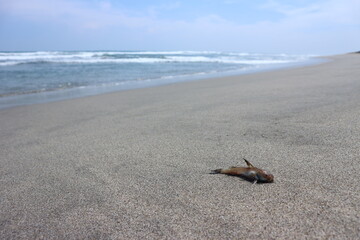 pez en la playa