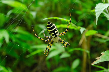 araña