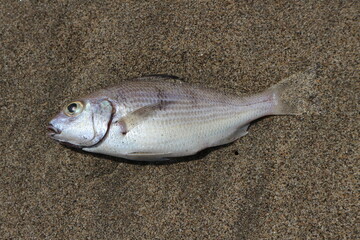 pez en la playa