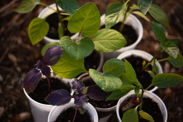 Green seedlings in white plastic glasses on the soil blurred background, top view. Young sprouts growing for publication, poster, calendar, post, screensaver, wallpaper, cover. High quality photo