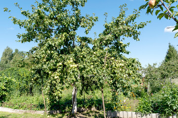 Fototapeta na wymiar ripe apples on an apple tree on a sunny day