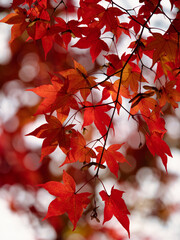 部分的に照らされる紅葉