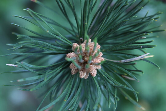 A closeup shot of a branch with blue cones of a dwarf mountain pine, Pinus mugo.